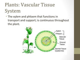 Plants: Vascular Tissue
System
• The xylem and phloem that functions in
  transport and support; is continuous throughout
  the plant.
 
