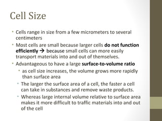 Cell Size
• Cells range in size from a few micrometers to several
  centimeters
• Most cells are small because larger cells do not function
  efficiently  because small cells can more easily
  transport materials into and out of themselves.
• Advantageous to have a large surface-to-volume ratio
    • as cell size increases, the volume grows more rapidly
      than surface area
   • The larger the surface area of a cell, the faster a cell
     can take in substances and remove waste products.
   • Whereas large internal volume relative to surface area
     makes it more difficult to traffic materials into and out
     of the cell
 