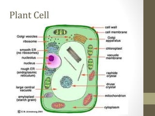 Plant Cell
 