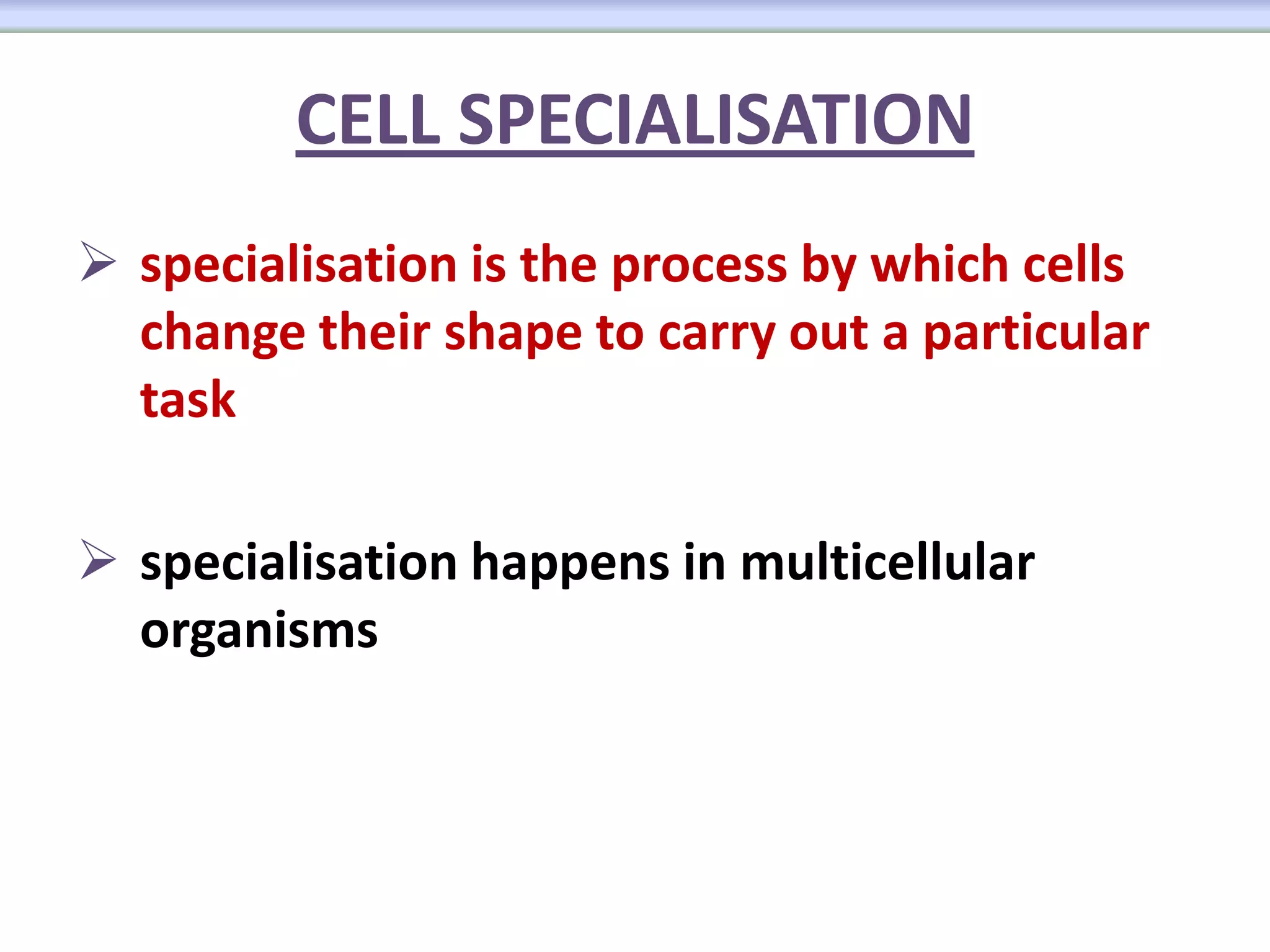 Specialisation Process Cells | PPTX