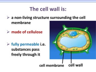 Cells | PPTX