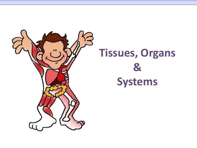 clipart of human tissue - photo #16