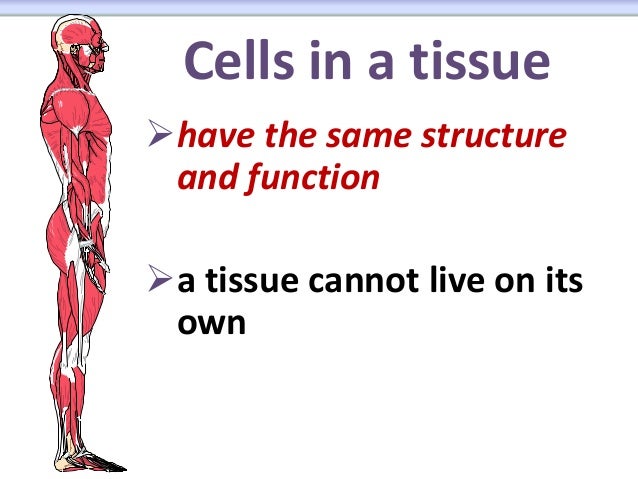 Cells