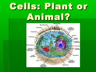Cells: Plant or
   Animal?
 
