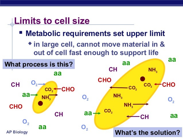 cells_1 why is there a limit on cell size