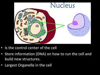 • Is the control center of the cell
• Store information (DNA) on how to run the cell and
build new structures.
• Largest Organelle in the cell
 