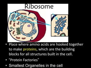• Place where amino acids are hooked together
to make proteins, which are the building
blocks for all structures built in the cell.
• “Protein Factories”
• Smallest Organelles in the cell
 