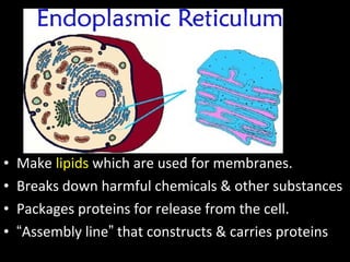 • Make lipids which are used for membranes.
• Breaks down harmful chemicals & other substances
• Packages proteins for release from the cell.
• “Assembly line” that constructs & carries proteins
 