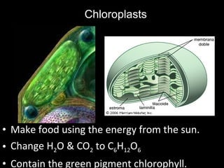 • Make food using the energy from the sun.
• Change H2O & CO2 to C6H12O6
• Contain the green pigment chlorophyll.
Chloroplasts
 