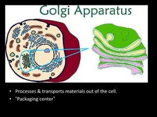 • Processes & transports materials out of the cell.
• “Packaging center”
 