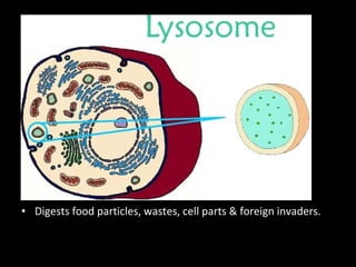 • Digests food particles, wastes, cell parts & foreign invaders.
 