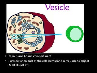 • Membrane bound compartments
• Formed when part of the cell membrane surrounds an object
& pinches it off.
 