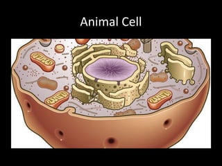 Animal Cell
 