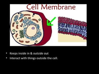 • Keeps inside in & outside out
• Interact with things outside the cell.
 