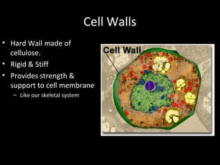 Cell Walls
• Hard Wall made of
cellulose.
• Rigid & Stiff
• Provides strength &
support to cell membrane
– Like our skeletal system
 