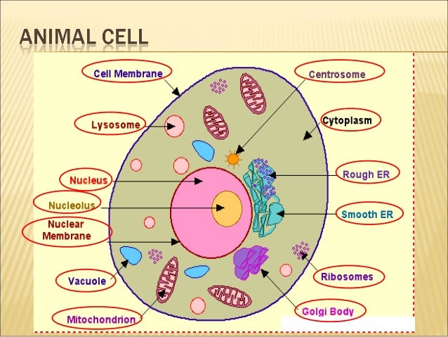 Grade 7 Cells