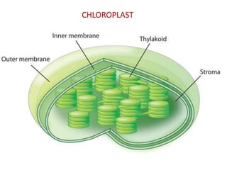 CHLOROPLAST

 