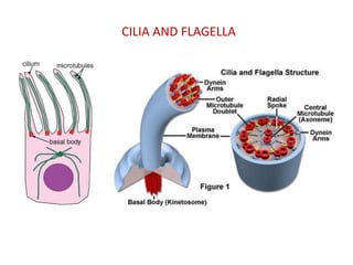 CILIA AND FLAGELLA

 