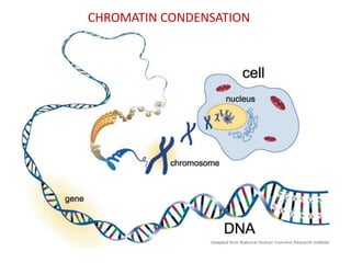 CHROMATIN CONDENSATION

 