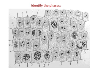 Identify the phases:

 