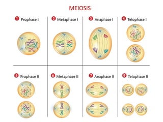 MEIOSIS

 