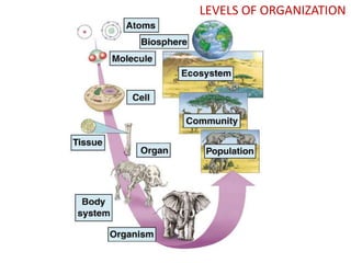 LEVELS OF ORGANIZATION

 