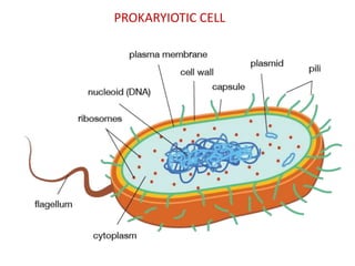 PROKARYIOTIC CELL

 