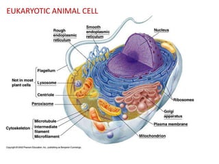 EUKARYOTIC ANIMAL CELL

 