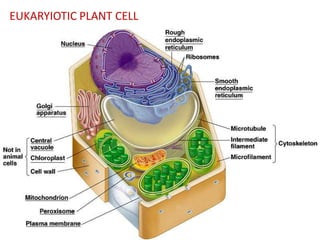 EUKARYIOTIC PLANT CELL

 