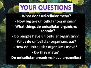 - What does unicellular mean?
- How big are unicellular organisms?
- What things do unicellular organisms
contain?
- Do people have unicellular organisms?
- What do unicellular organisms eat?
- How do unicellular organisms move?
- Do they mate?
- Do unicellular organisms have organelles?

 