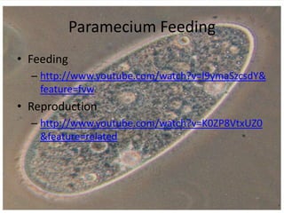 Paramecium Feeding
• Feeding
– http://www.youtube.com/watch?v=l9ymaSzcsdY&
feature=fvw

• Reproduction
– http://www.youtube.com/watch?v=K0ZP8VtxUZ0
&feature=related

 