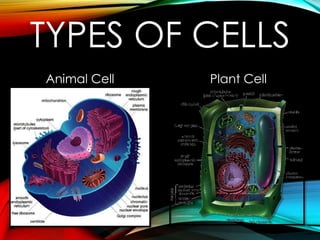 TYPES OF CELLS
Animal Cell

Plant Cell

 
