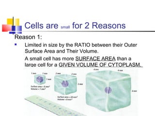 Cells are small for 2 Reasons
Reason 1:


Limited in size by the RATIO between their Outer
Surface Area and Their Volume.
A small cell has more SURFACE AREA than a
large cell for a GIVEN VOLUME OF CYTOPLASM.

 