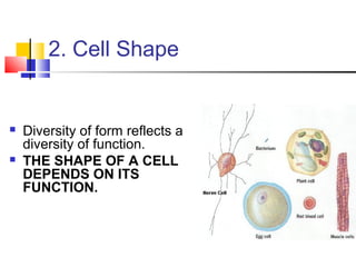 2. Cell Shape





Diversity of form reflects a
diversity of function.
THE SHAPE OF A CELL
DEPENDS ON ITS
FUNCTION.

 