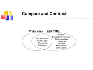 Compare and Contrast

Prokaryotes

Eukaryotes

Cell membrane
Contain DNA
Ribosomes
Cytoplasm

Nucleus
Endoplasmic reticulum
Golgi apparatus
Lysosomes
Vacuoles
Mitochondria
Cytoskeleton

 