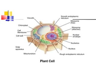 Section 7-2
Smooth endoplasmic
reticulum

Vacuole

Ribosome
(free)
Chloroplast
Ribosome
(attached)

Cell
Membrane

Nuclear
envelope

Cell wall

Nucleolus
Golgi
apparatus

Nucleus

Mitochondrion

Rough endoplasmic reticulum

Plant Cell

 