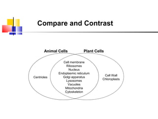 Venn Diagrams

Compare and Contrast

Animal Cells

Centrioles

Plant Cells

Cell membrane
Ribosomes
Nucleus
Endoplasmic reticulum
Golgi apparatus
Lysosomes
Vacuoles
Mitochondria
Cytoskeleton

Cell Wall
Chloroplasts

 
