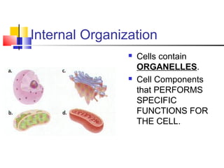Internal Organization




Cells contain
ORGANELLES.
Cell Components
that PERFORMS
SPECIFIC
FUNCTIONS FOR
THE CELL.

 