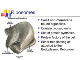 Ribosomes







Small non-membrane
bound organelles.
Contain two sub units
Site of protein synthesis.
Protein factory of the cell
Either free floating or
attached to the
Endoplasmic Reticulum.

 