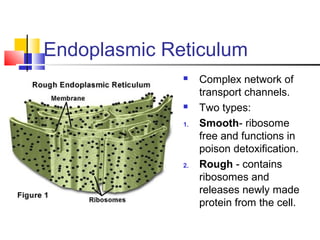 Endoplasmic Reticulum



1.

2.

Complex network of
transport channels.
Two types:
Smooth- ribosome
free and functions in
poison detoxification.
Rough - contains
ribosomes and
releases newly made
protein from the cell.

 