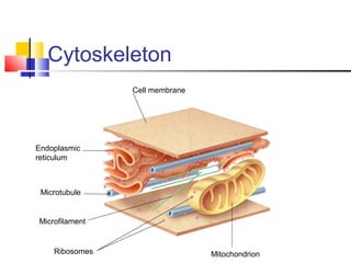 Cytoskeleton
Cell membrane

Endoplasmic
reticulum

Microtubule

Microfilament

Ribosomes

Mitochondrion

 