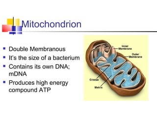 Mitochondrion






Double Membranous
It’s the size of a bacterium
Contains its own DNA;
mDNA
Produces high energy
compound ATP

 
