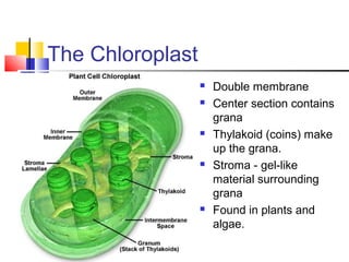 The Chloroplast









Double membrane
Center section contains
grana
Thylakoid (coins) make
up the grana.
Stroma - gel-like
material surrounding
grana
Found in plants and
algae.

 