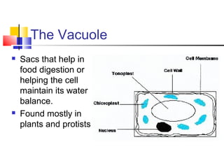 The Vacuole




Sacs that help in
food digestion or
helping the cell
maintain its water
balance.
Found mostly in
plants and protists.

 