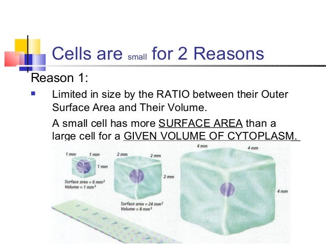 cells cell size is limited by