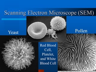 Scanning Electron Microscope (SEM) 
Yeast Pollen 
Red Blood 
Cell, 
Platelet, 
and White 
Blood Cell 
 