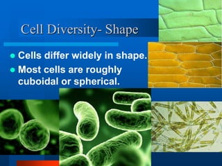 Cell Diversity- Shape 
 Cells differ widely in shape. 
 Most cells are roughly 
cuboidal or spherical. 
 