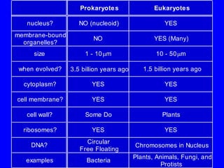Prokaryotes Eukaryotes 
nucleus? NO (nucleoid) YES 
membrane-bound 
organelles? 
NO YES (Many) 
size 1 - 10 m 10 - 50 m 
when evolved? 3.5 billion years ago 1.5 billion years ago 
cytoplasm? YES YES 
cell membrane? YES YES 
cell wall? Some Do Plants 
ribosomes? YES YES 
DNA? 
Circular 
Free Floating 
Chromosomes in Nucleus 
examples Bacteria 
Plants, Animals, Fungi, and 
Protists 
 