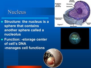 Nucleus 
 Structure: the nucleus is a 
sphere that contains 
another sphere called a 
nucleolus 
 Function: -storage center 
of cell’s DNA 
-manages cell functions 
 
