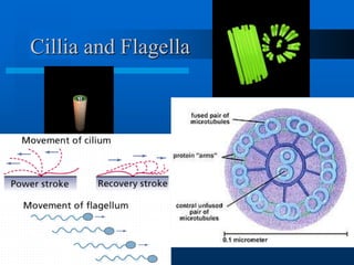 Cillia and Flagella 
 